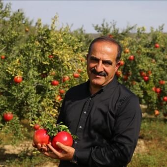 صادرات الرمان